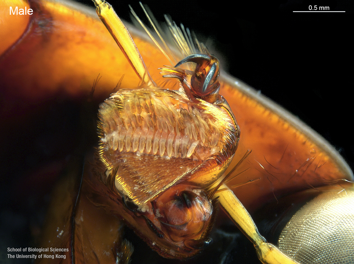 Right protarsi (ventral view)